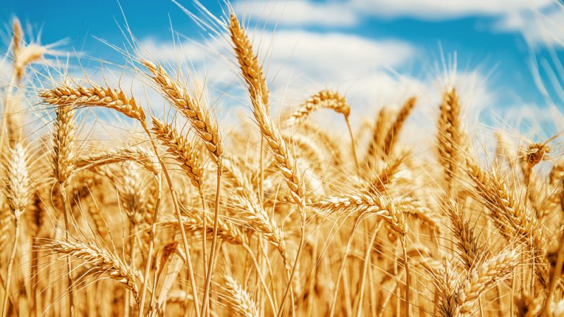 Albania increased Russian wheat imports since Ukraine war