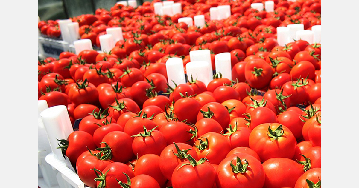 Albania tomato exports blocked in Croatia